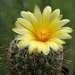 DSC00320Thelocactus conothelos aurantiacus