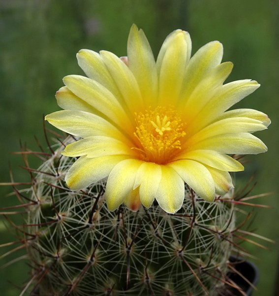 DSC00320Thelocactus conothelos aurantiacus