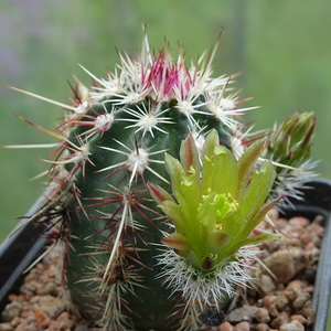 DSC00327Echinocereus chloranthus longispinus Dona Ana