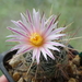 DSC00329Thelocactus lausseri