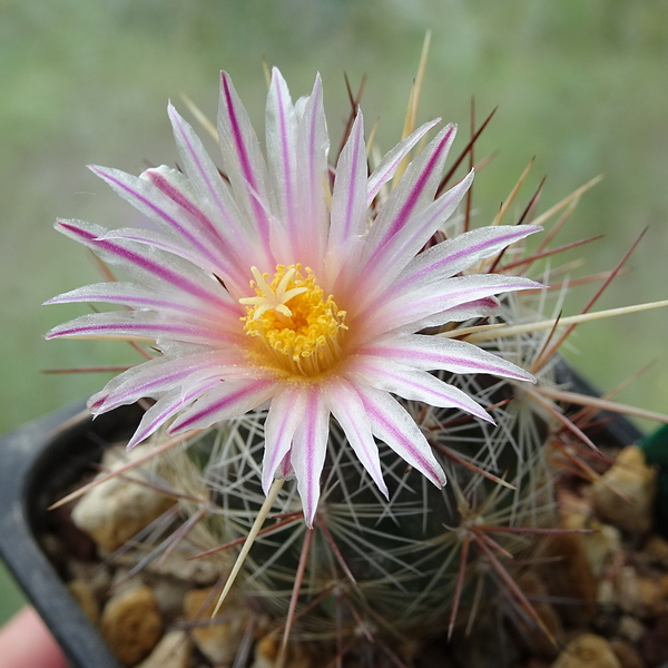 DSC00329Thelocactus lausseri