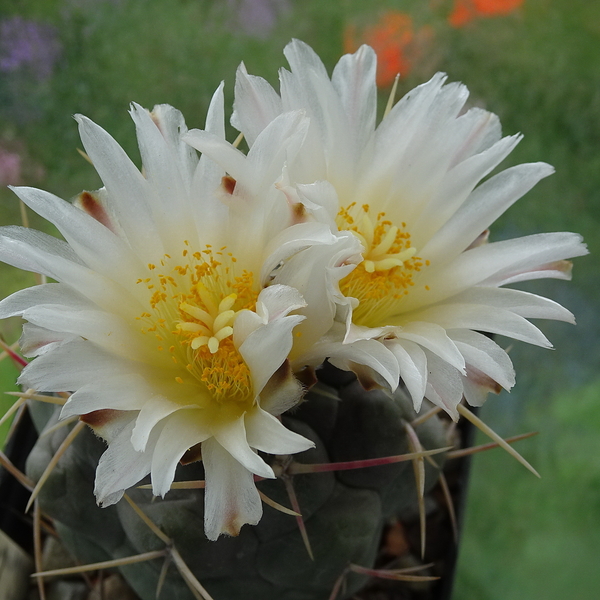 DSC00331Thelocactus hexaedrophorus v. maior