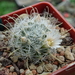 DSC00333Mammillaria nazanensis GM1819