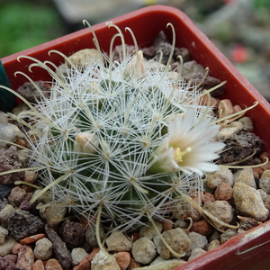 DSC00333Mammillaria nazanensis GM1819