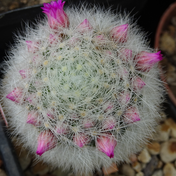 DSC00334Mammillaria laui Lau1171