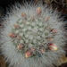 DSC00335Mammillaria schwarzii