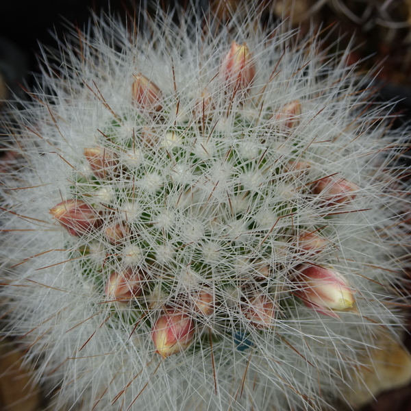 DSC00335Mammillaria schwarzii