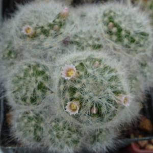 DSC00337Mammillaria glassii