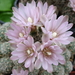 DSC00340Gymnocalycium bruchii ssp. albispinum