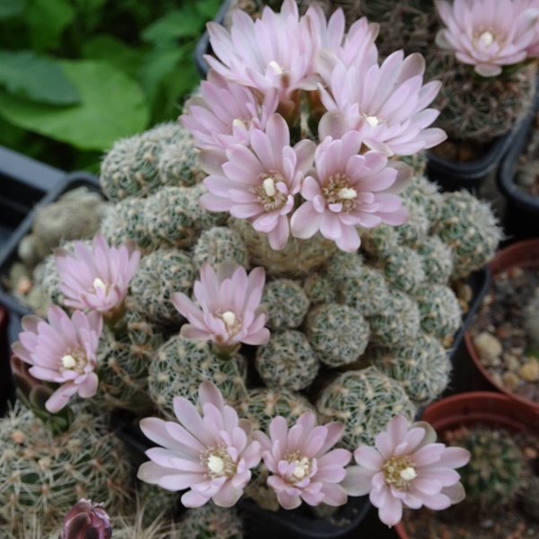 DSC00339Gymnocalycium bruchii ssp. albispinum