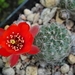 DSC00342Rebutia krainziana