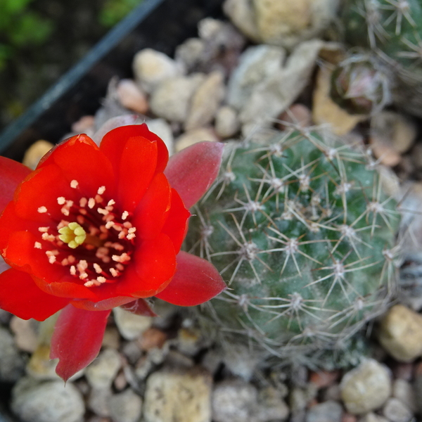 DSC00342Rebutia krainziana