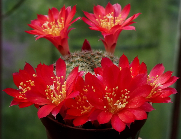 DSC00425Rebutia albiareolata