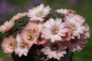 DSC00427Rebutia odehnallii SE 109