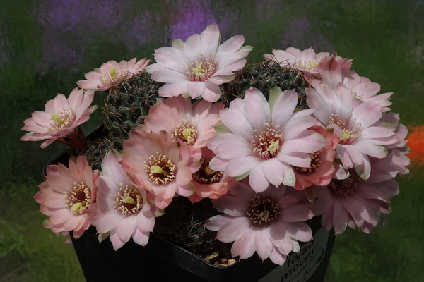 DSC00428Rebutia odehnallii SE 109