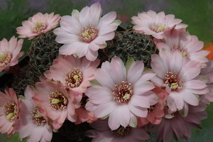 DSC00430Rebutia odehnallii SE 109