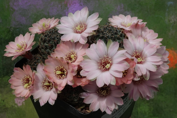 DSC00431Rebutia odehnallii SE 109