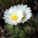 DSC00450Thelocactus paradensis