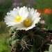 DSC00451Thelocactus paradensis