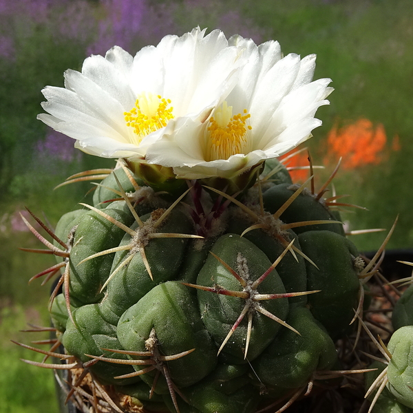 DSC00452Thelocactus paradensis