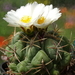 DSC00453Thelocactus paradensis