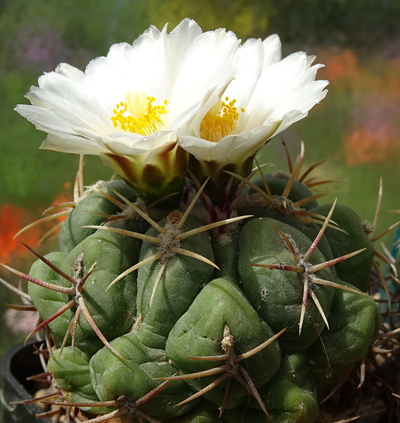 DSC00453Thelocactus paradensis