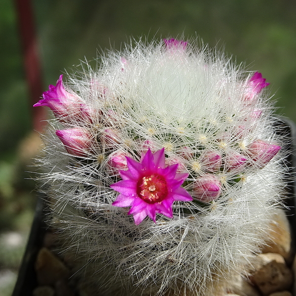 DSC00457Mammillaria laui Lau1171