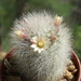 DSC00458Mammillaria schwarzii