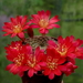 DSC00489Rebutia albiareolata