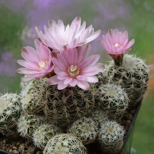 DSC00509Gymnocalycium bruchii