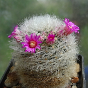 DSC00511Mammillaria laui Lau1171