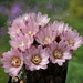 DSC00513Gymnocalycium bruchii ssp. brigitte