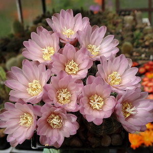 DSC00515Gymnocalycium bruchii ssp. brigitte