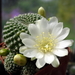 DSC00516Rebutia krainziana v. albiflora