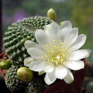 DSC00516Rebutia krainziana v. albiflora