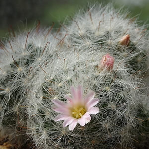 DSC00526Mammillaria glassii ssp.ascensionis v. nominis-dulcis