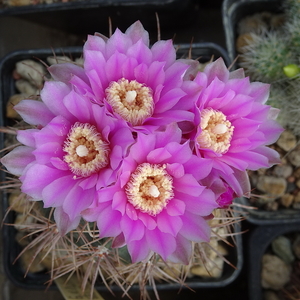 DSC00528Gymnocalycium neuhuberi STO 541