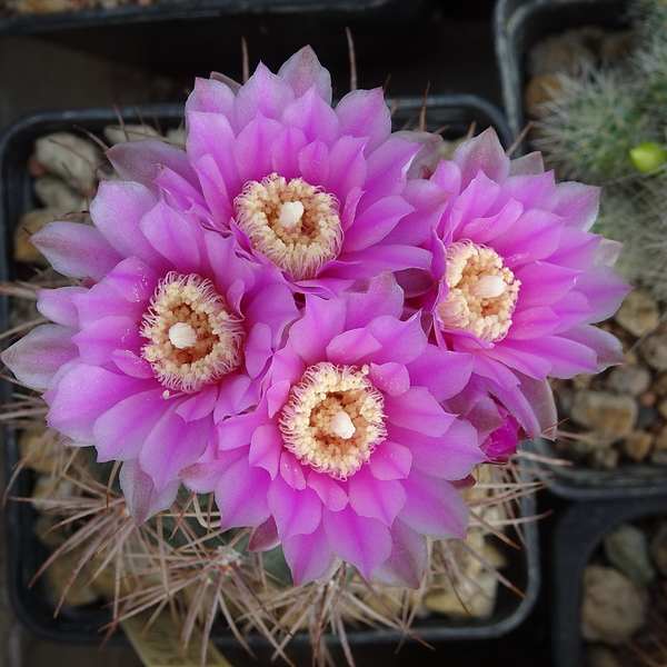 DSC00528Gymnocalycium neuhuberi STO 541