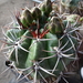 DSC00529Gymnocalycium horridispinum