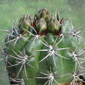 DSC00530Gymnocalycium horridispinum