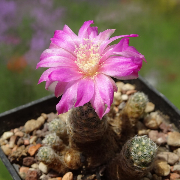 DSC00607Mammillaria saboae