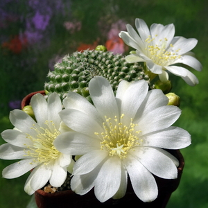 DSC00621Rebutia krainziana v. albiflora