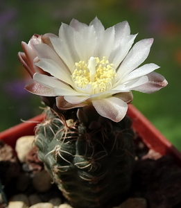 DSC00624Gymnocalycium carolinense LB 1399