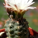 DSC00625Gymnocalycium carolinense LB 1399