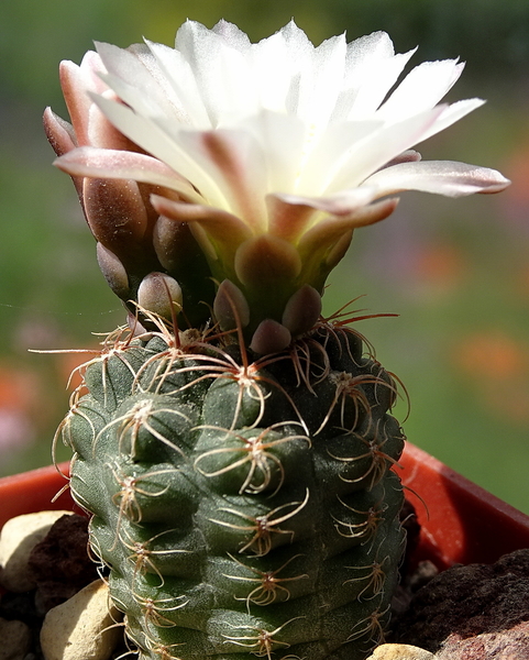 DSC00625Gymnocalycium carolinense LB 1399