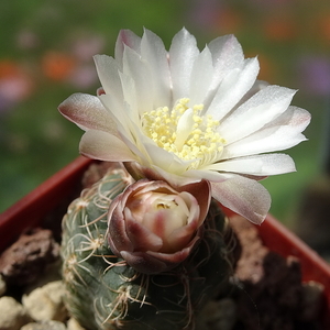 DSC00626Gymnocalycium carolinense LB 1399