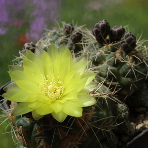 DSC00627Gymnocalycium andreae