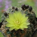 DSC00628Gymnocalycium andreae