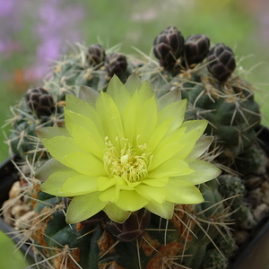 DSC00628Gymnocalycium andreae