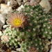 DSC00629Pediocactus simpsonii v. minor SB199